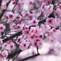 Experience Cherry Blossom in Korea